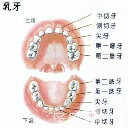 儿童牙齿涂氟